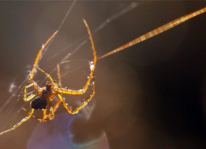 The Spider’s Thread