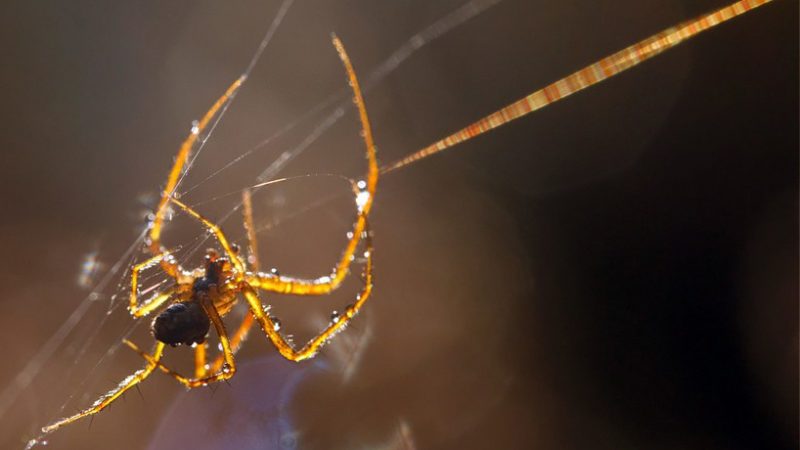 The Spider’s Thread